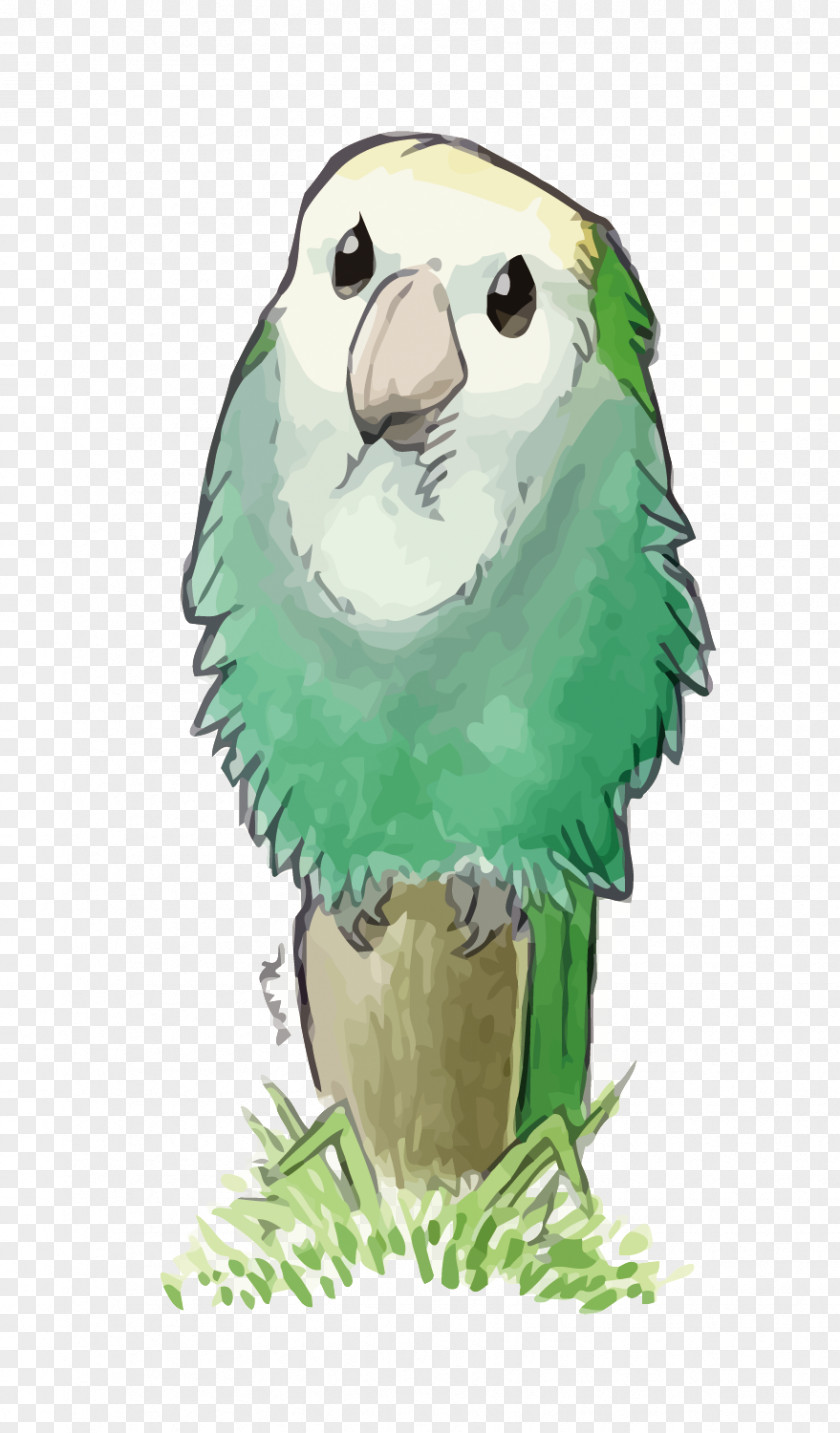 Vector Drowning Little Parrot Lovebird True Illustration PNG