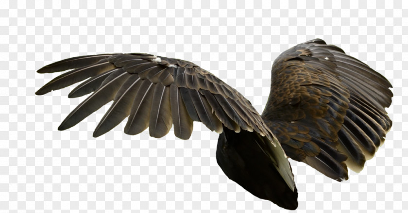 Vultures DeviantArt Bird Of Prey PNG