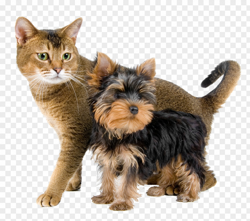 Cat Yorkshire Terrier Norwich Puppy Australian Silky PNG