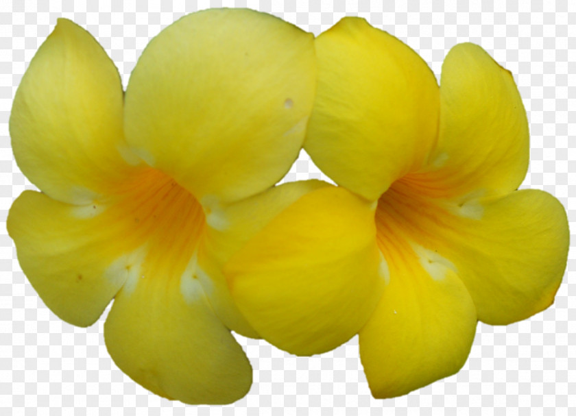 Corn Petal Fruit PNG