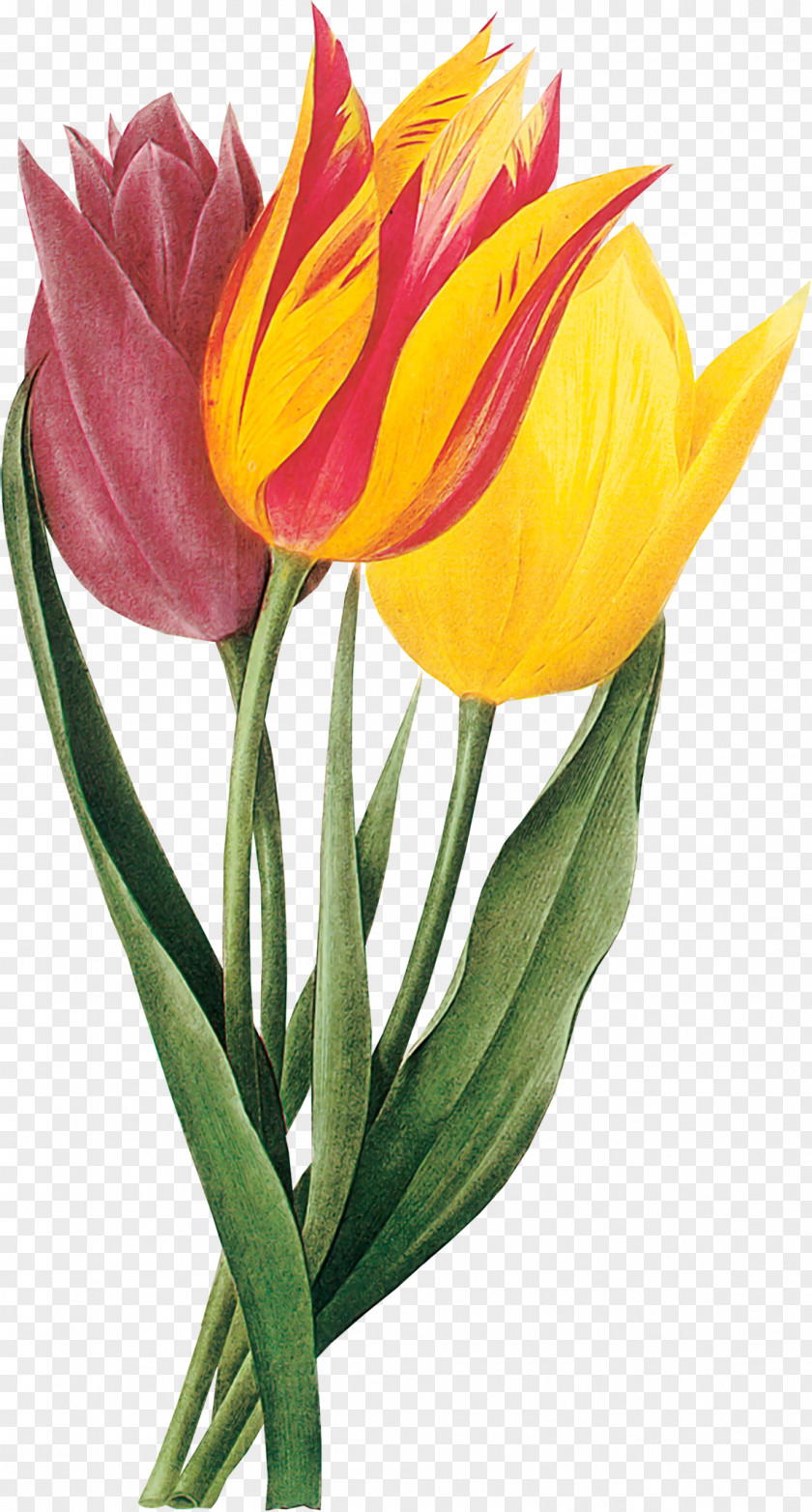 Daffodils Indira Gandhi Memorial Tulip Garden Drawing Clip Art PNG