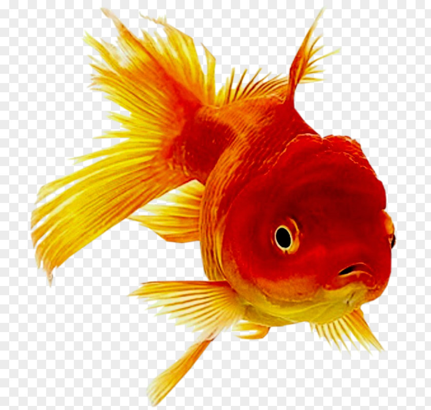 Fish Oranda Ornamental Common Goldfish PNG