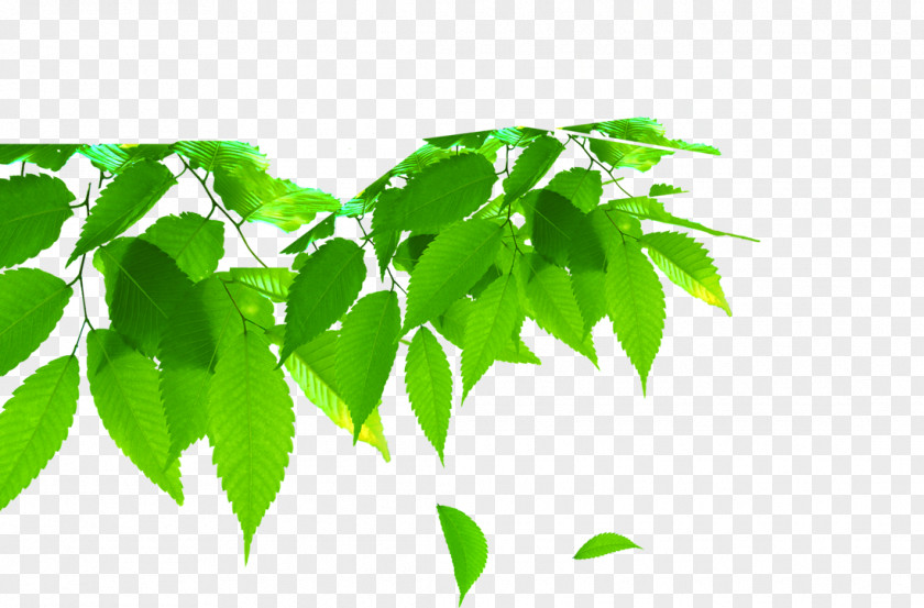 Leaf Green PNG