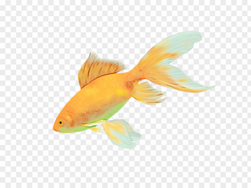 Marine Biology Bonyfish Fish Fin Goldfish Feeder PNG
