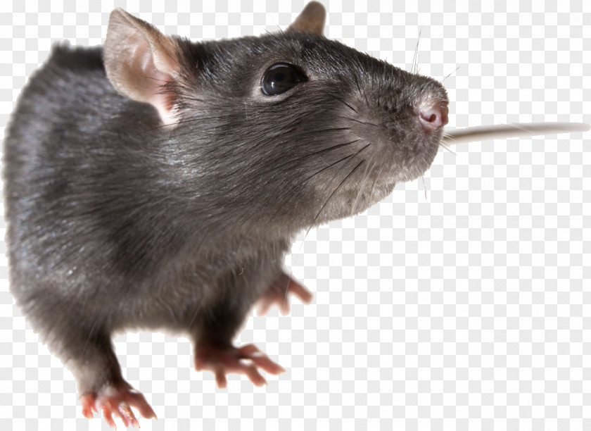 Small Mice And Rats, Mouse Rodent Black Rat PNG