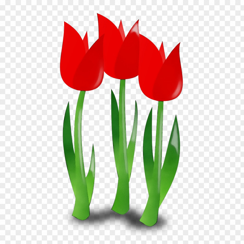 Tulip Flower Red Plant Petal PNG