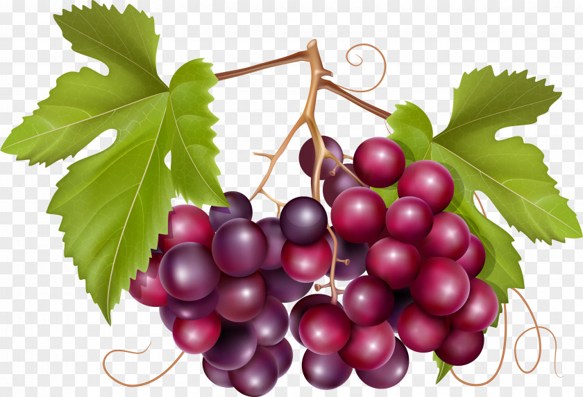 Bec Illustration Common Grape Vine Vector Graphics Wine Leaves PNG