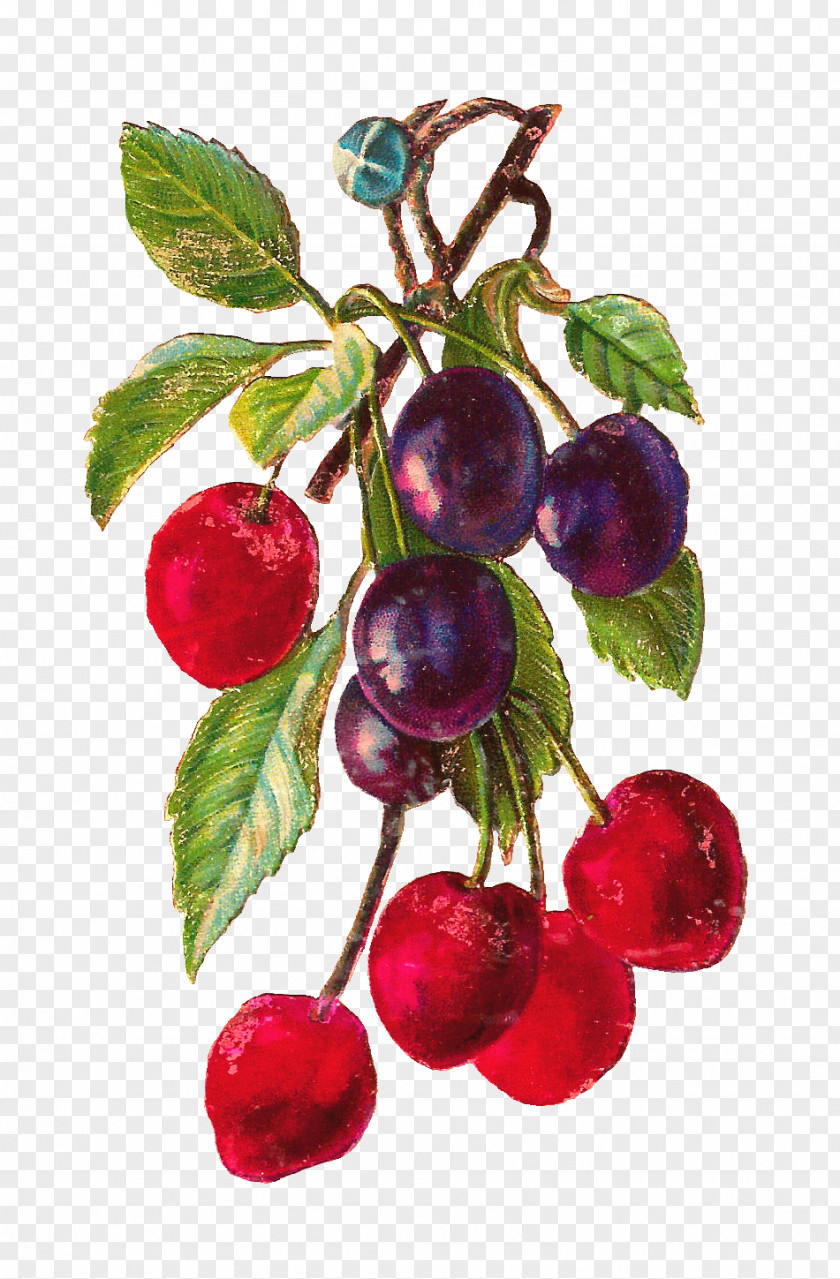 Botanical Cherry Fruit Clip Art PNG