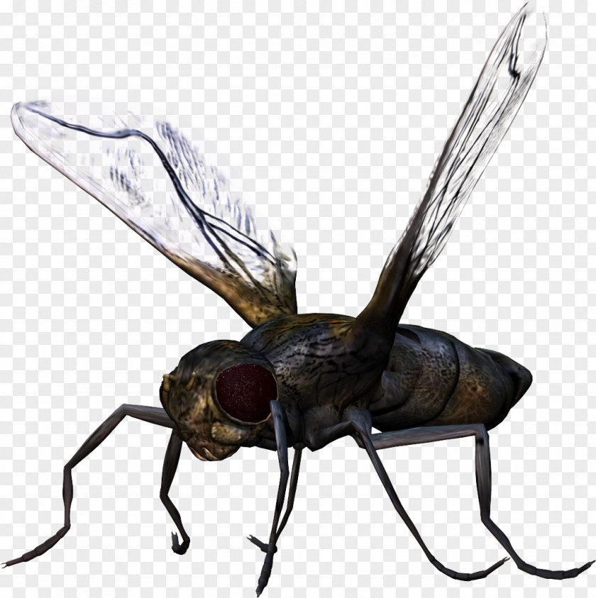 Bug Image Insect PNG