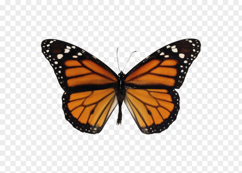 Butterfly Monarch Migration Clip Art PNG