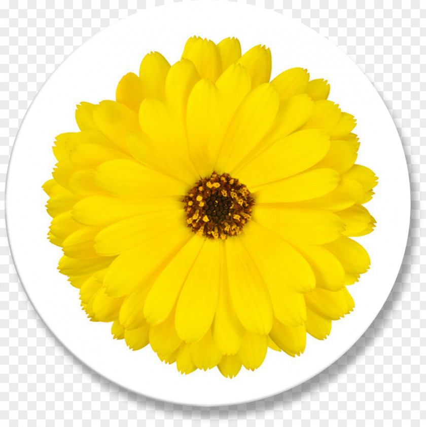 Flower Calendula Officinalis Marigold Yellow Transvaal Daisy PNG