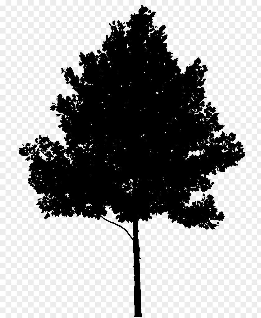 Stock.xchng Vector Graphics Image Tree PNG