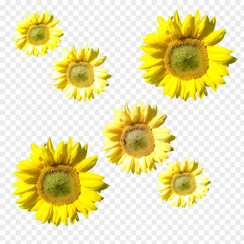 Sunflower Creative M Petal PNG
