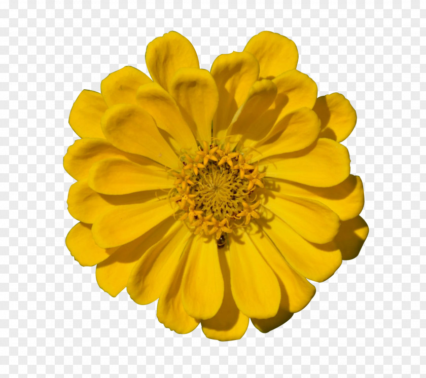 Yellow Chrysanthemum Transvaal Daisy PNG