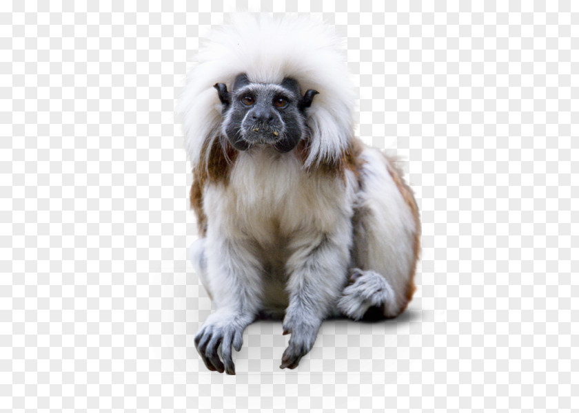 Cotton Top Tamarin Animal Dog Breed Cotton-top Hellabrunn Zoo Companion PNG