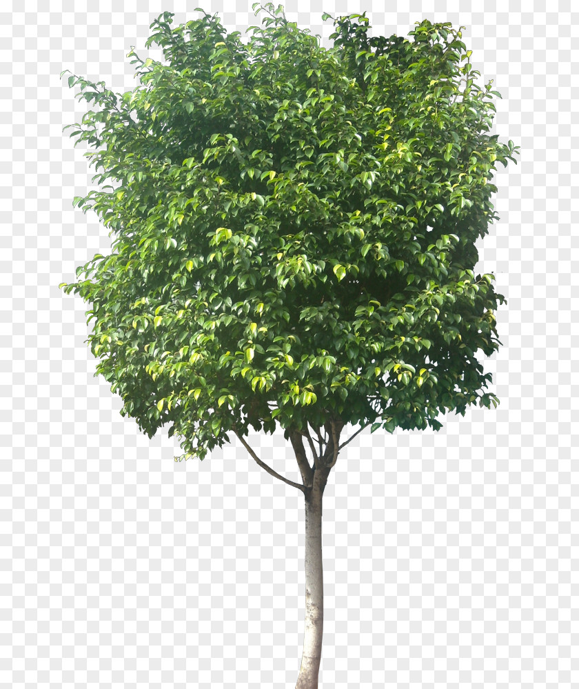 Fig Weeping Common Tree PNG
