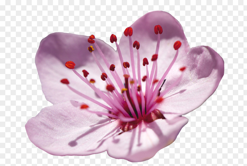 Geranium Wildflower Cherry Blossom PNG