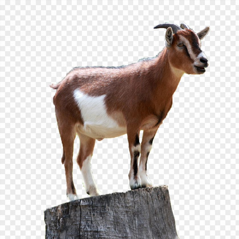 Goat Boer Caprinae Sheep Mountain PNG