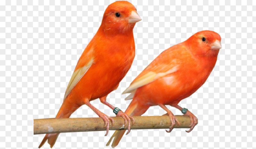 Canario Domestic Canary Bird Finches Aviary Moulting PNG