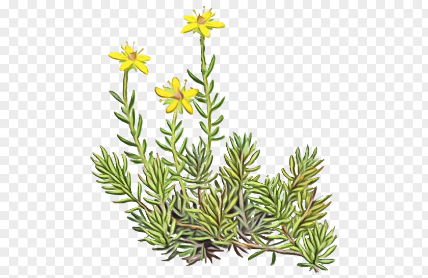Flower Plant Jack Pine American Larch Lodgepole PNG