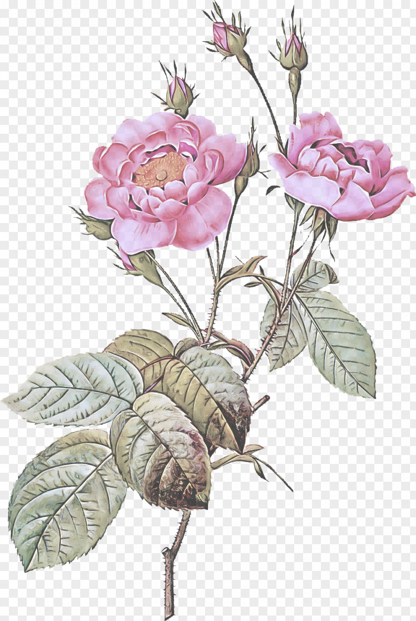 Rosa Gallica Rose Family PNG