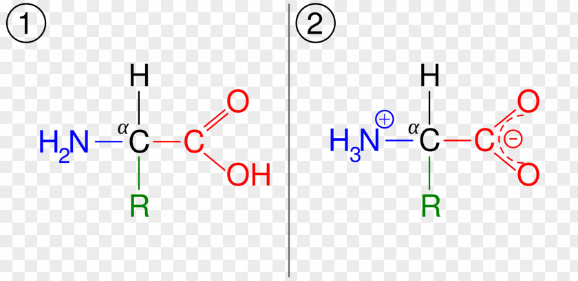 Amine Group Amino Acid Zwitterion Ionization PNG