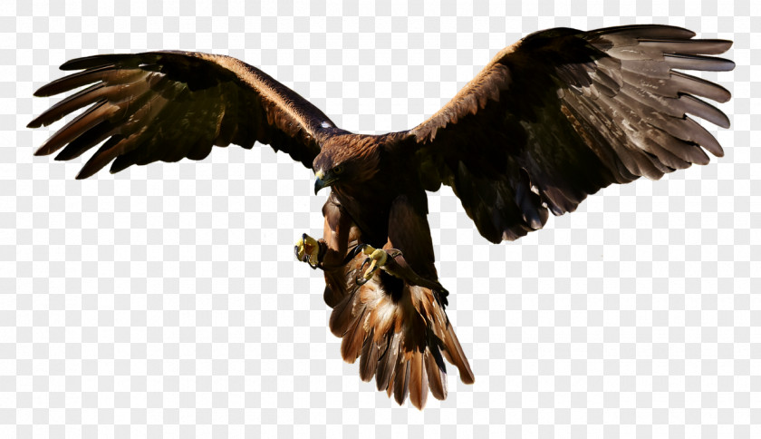 Eagle Bird Of Prey Clip Art PNG