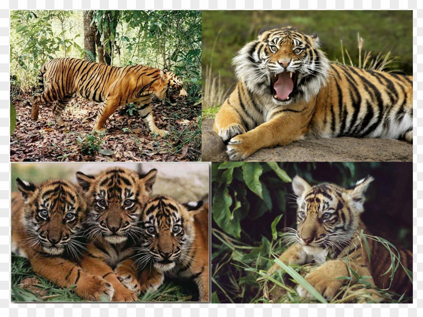Lion Sumatran Tiger Javan Biology PNG