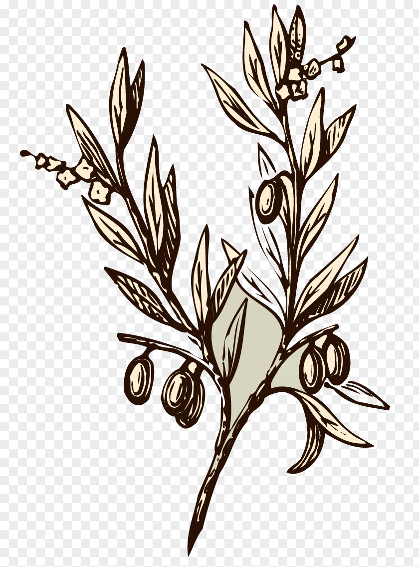 Almond Olive Branch Drawing Symbol PNG