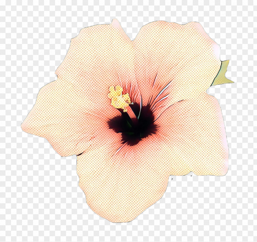 Mallow Family Chinese Hibiscus Flower Petal Hawaiian Plant PNG