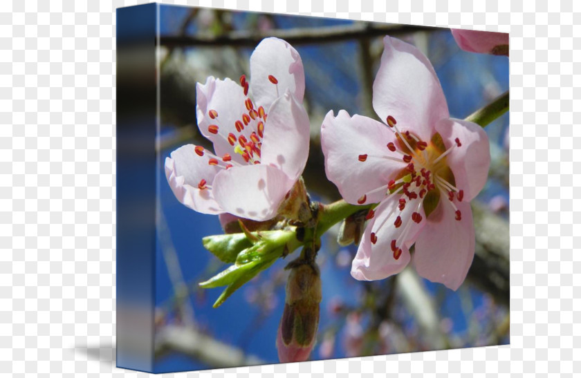 Peach Blossom Cherry Flower Spring Petal PNG