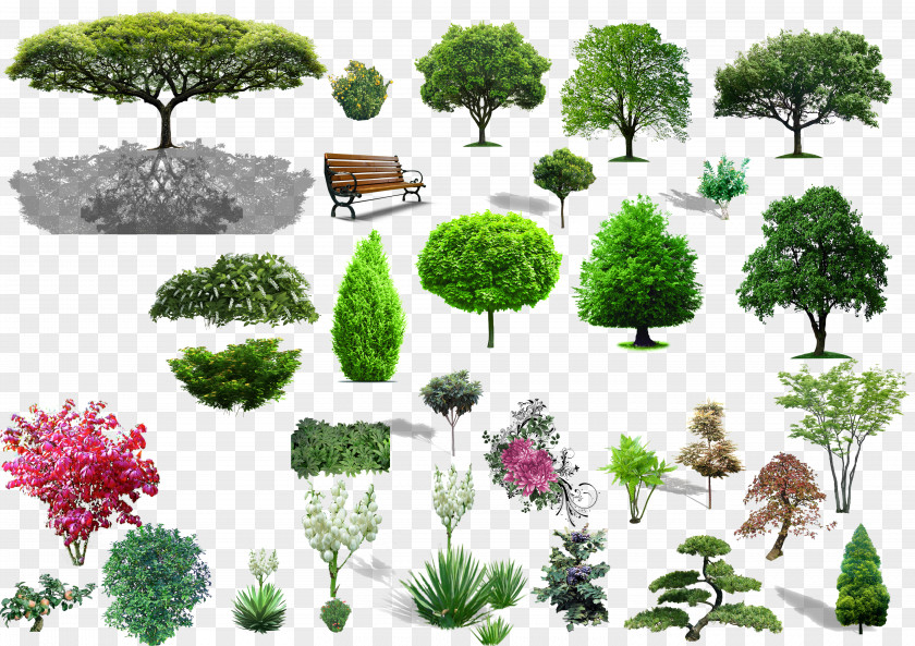 Plant Material Tree Shrub Landscape PNG