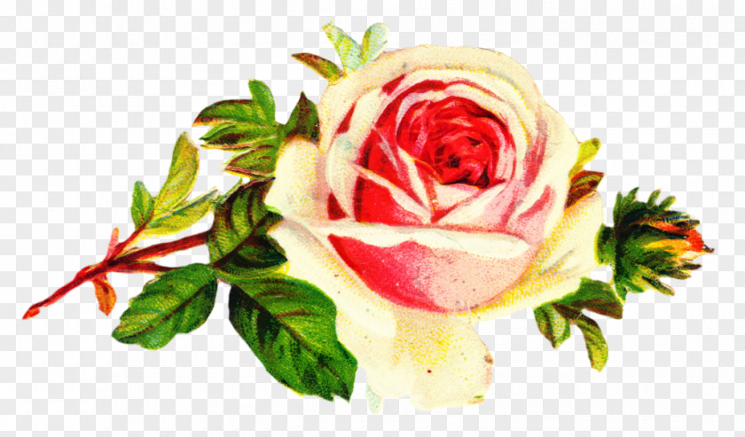 Floribunda Rose Order Pink Flowers Background PNG