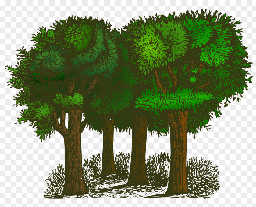 Free Tree Vector Art Shrub Content Clip PNG