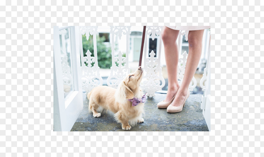 Golden Retriever Puppy Dog Breed Leash Companion PNG