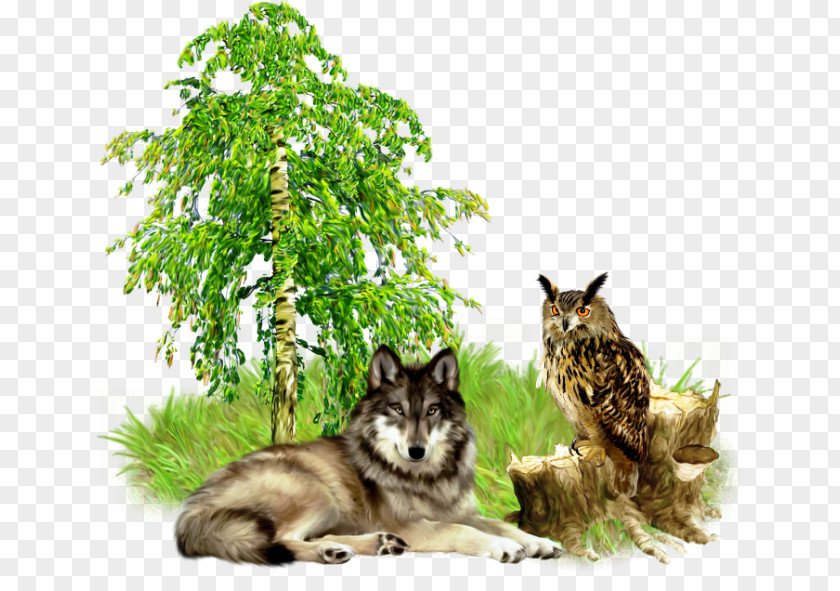 Hand-painted Trees Wolf Photography .de Little Owl Clip Art PNG
