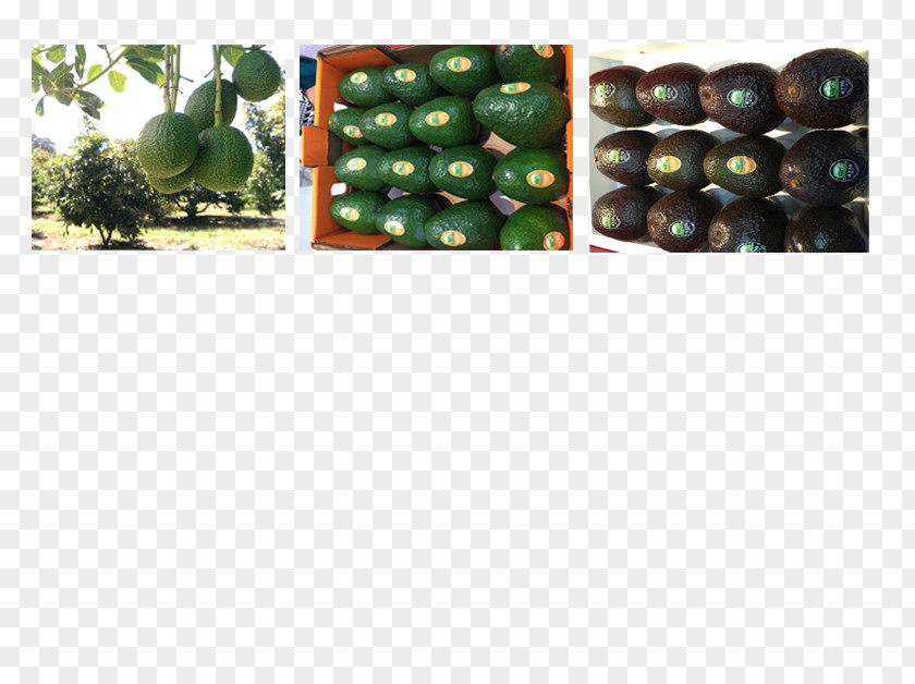 Hass Avocado Bead Fruit PNG