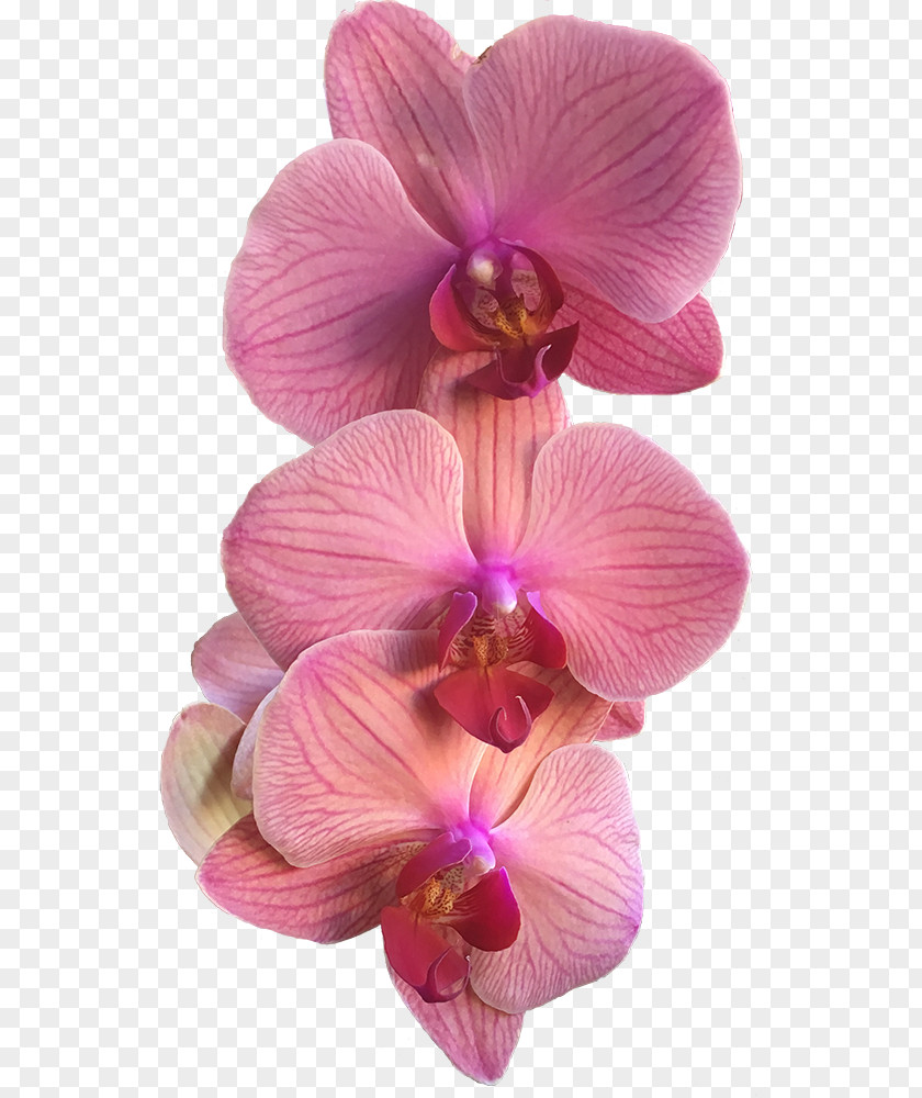 Moth Orchid Magenta Flowering Plant Petal Flower Pink Purple PNG