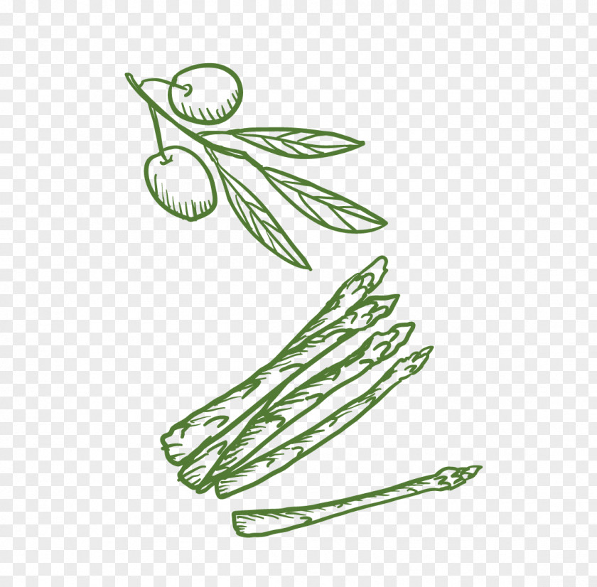 Plant Euclidean Vector PNG