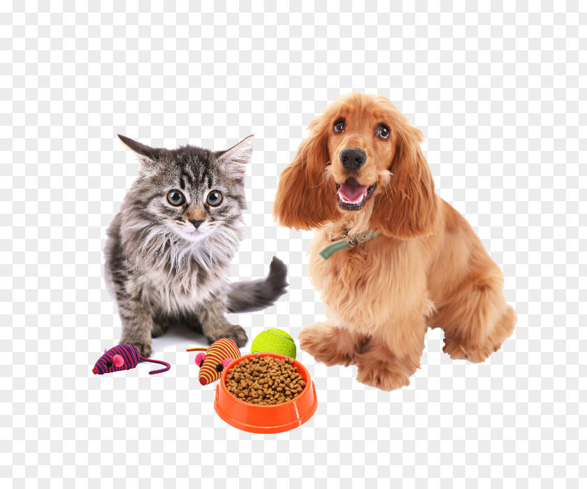 Puppy Dog Breed English Cocker Spaniel Grooming Cat PNG