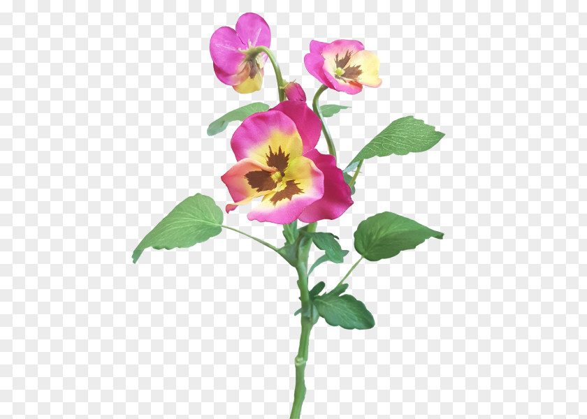 Violet Rose Family Cut Flowers Plant Stem Petal PNG