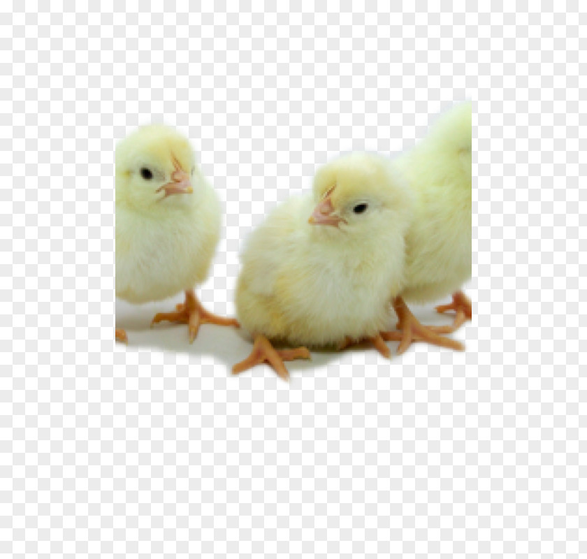 White Leghorn Hen Chicken Hatchery Egg Limited Liability Company PNG