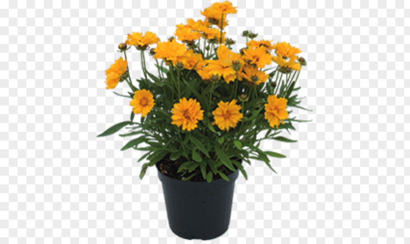 Design Marguerite Daisy Floral Cut Flowers Flowerpot Marigolds PNG