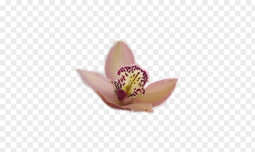 Lilac Moth Orchids PNG