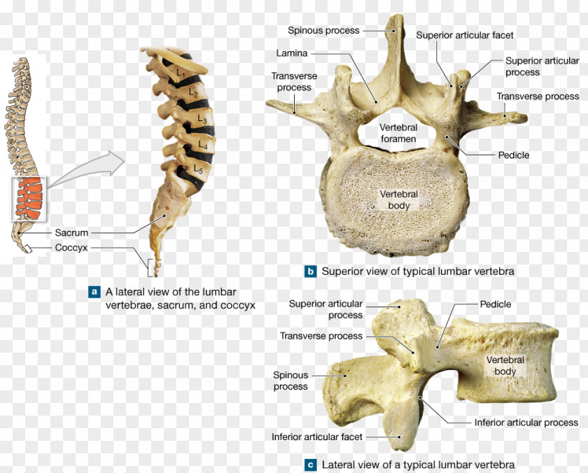 Sacrum Bone Thoracic Vertebrae Lumbar Coccyx PNG