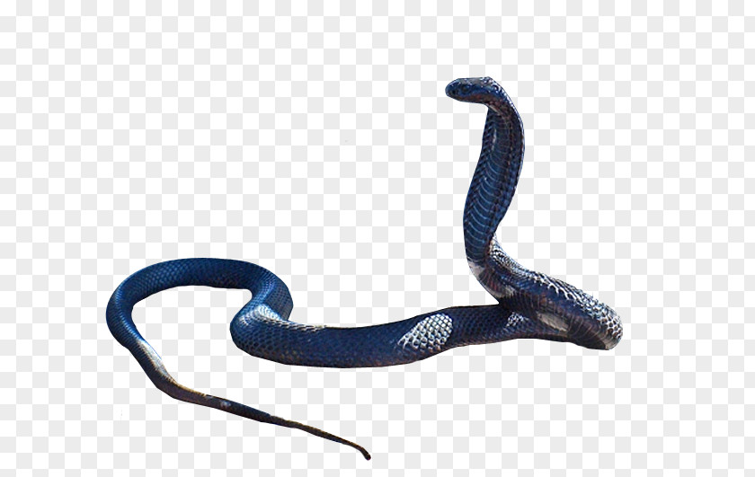 Serpent Snakes Reptile Clip Art Egyptian Cobra PNG