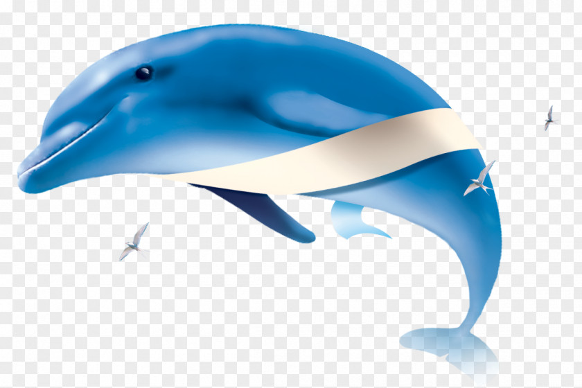 Dolphin Common Bottlenose Poster PNG