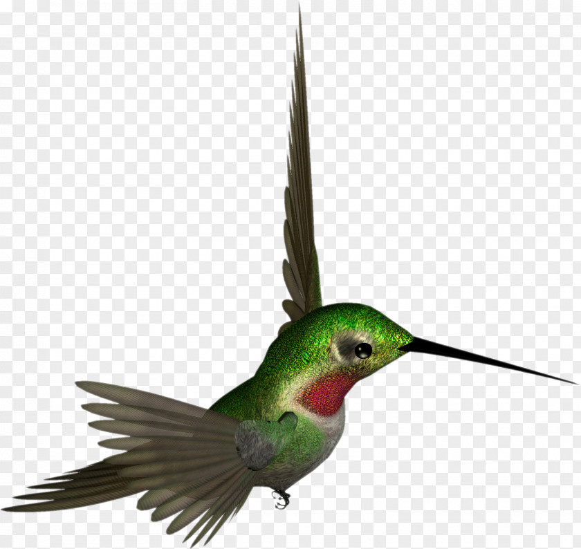Hummingbird Beak Feather Wing Fauna PNG