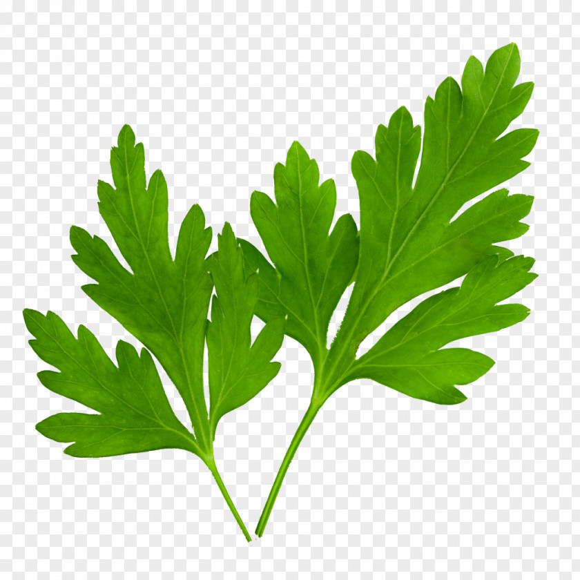 Salad Leaves Parsley Coriander Herb Image PNG