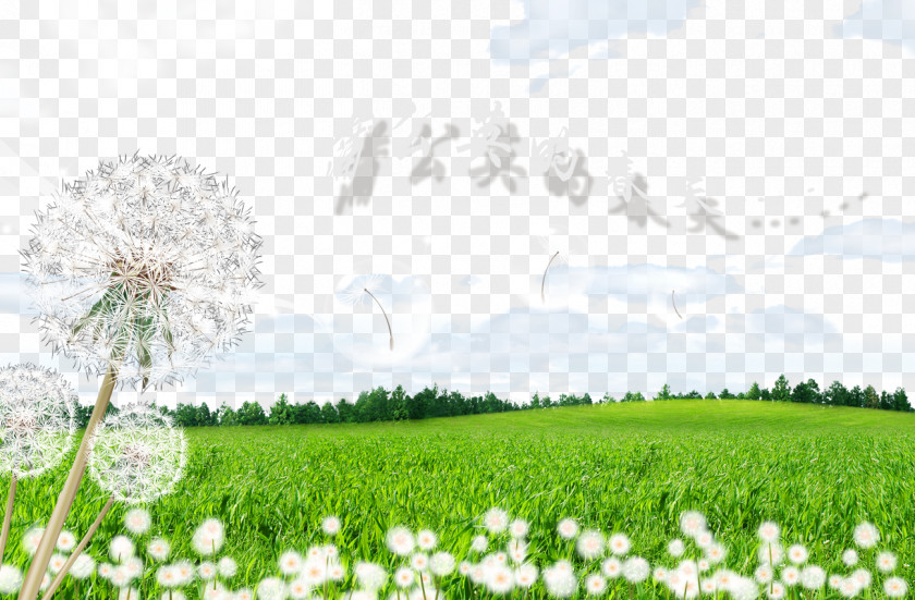 Dandelion Stomach PNG Stomach, Spring clipart PNG
